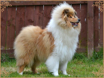Telforth Tony, Crufts Winners