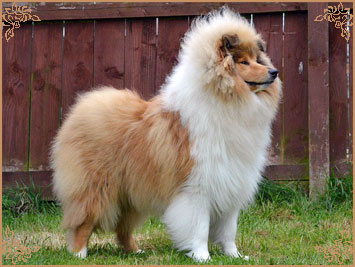 Telforth Tony, Crufts Winners