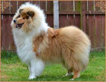 Telforth Tony, Crufts Winners