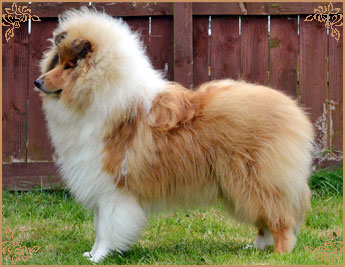 Telforth Tony, Crufts Winners