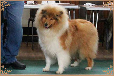 Telforth Tony, Crufts Winners