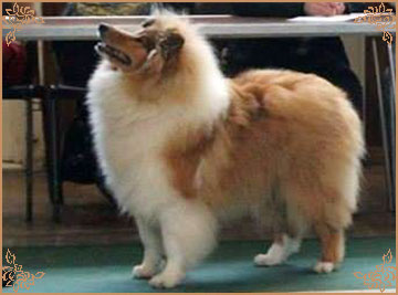 Telforth Tony, Crufts Winners