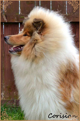 Telforth Tony, Crufts Winners