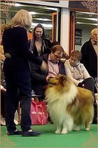 Telforth Tony, Crufts Winners