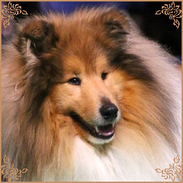Telforth Tony, Crufts Winners