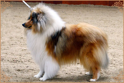 Telforth Tony, Crufts Winners