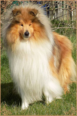 Telforth Tony, Crufts Winners