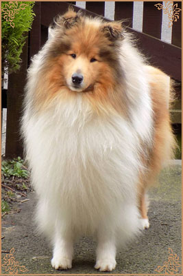 Telforth Tony, Crufts Winners
