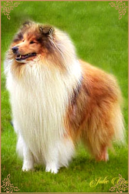 Telforth Tony, Crufts Winners