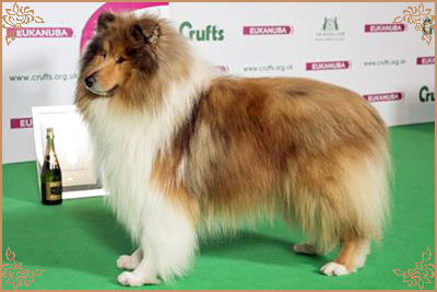 Telforth Tony Telforth Tony, Crufts Winners