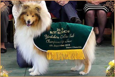 Telforth Tony, Crufts Winners