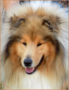 Telforth Tony, Crufts Winners