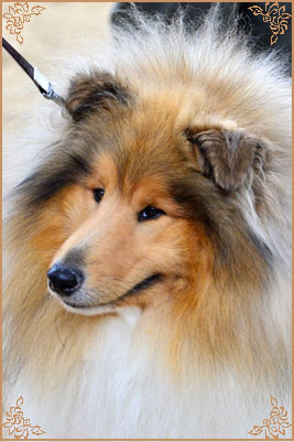 Telforth Tony, Crufts Winners