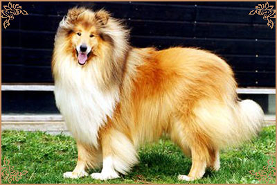 Thorgal Le Pacifique du Pre Luneau
