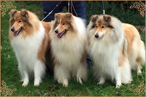 Tiganlea Tinkerbell at Revdvicki, Crufts Winners
