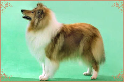 Tiganlea Tinkerbell at Revdvicki, Crufts Winners