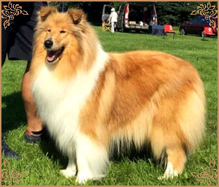 Tiganlea Tinkerbell at Revdvicki, Crufts Winners