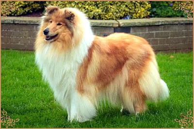 Tiganlea Tinkerbell at Revdvicki, Crufts Winners