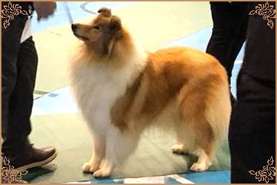 Tiganlea Tinkerbell at Revdvicki, Crufts Winners