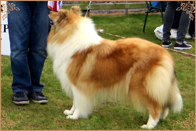 Tiganlea Tinkerbell at Revdvicki, Crufts Winners
