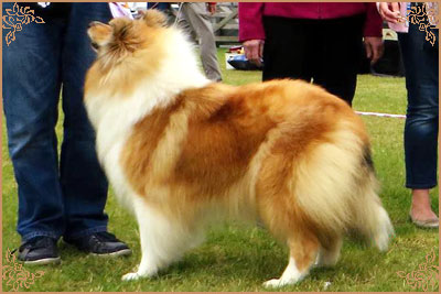 Tiganlea Tinkerbell at Revdvicki, Crufts Winners