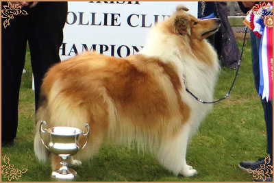 Tiganlea Tinkerbell at Revdvicki, Crufts Winners