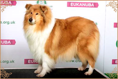 Tiganlea Tinkerbell at Revdvicki Tiganlea Tinkerbell at Revdvicki, Crufts Winners