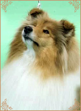 Tiganlea Tinkerbell at Revdvicki, Crufts Winners