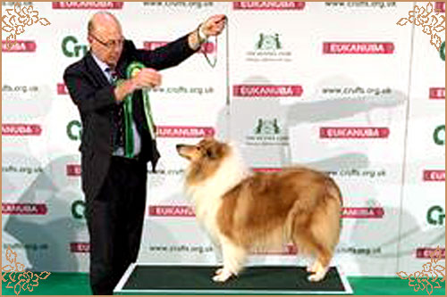 Tiganlea Tinkerbell at Revdvicki, Crufts Winners