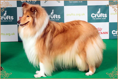 Tremaro Kind Of Magic Tremaro Kind Of Magic, Crufts Winners