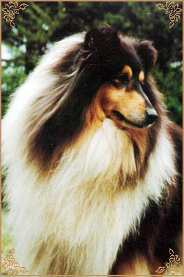Troydon Tonni Black, Crufts Winners