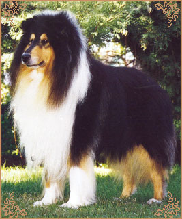 Troydon Tonni Black, Crufts Winners