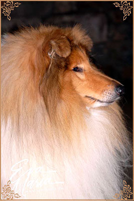 Viking des Marecages du Prince