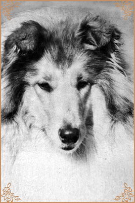 Westoak Gypsy