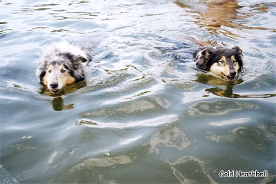 Водная фантазия, фото колли, питомник ГОЛД ХИЗБЕЛЛ