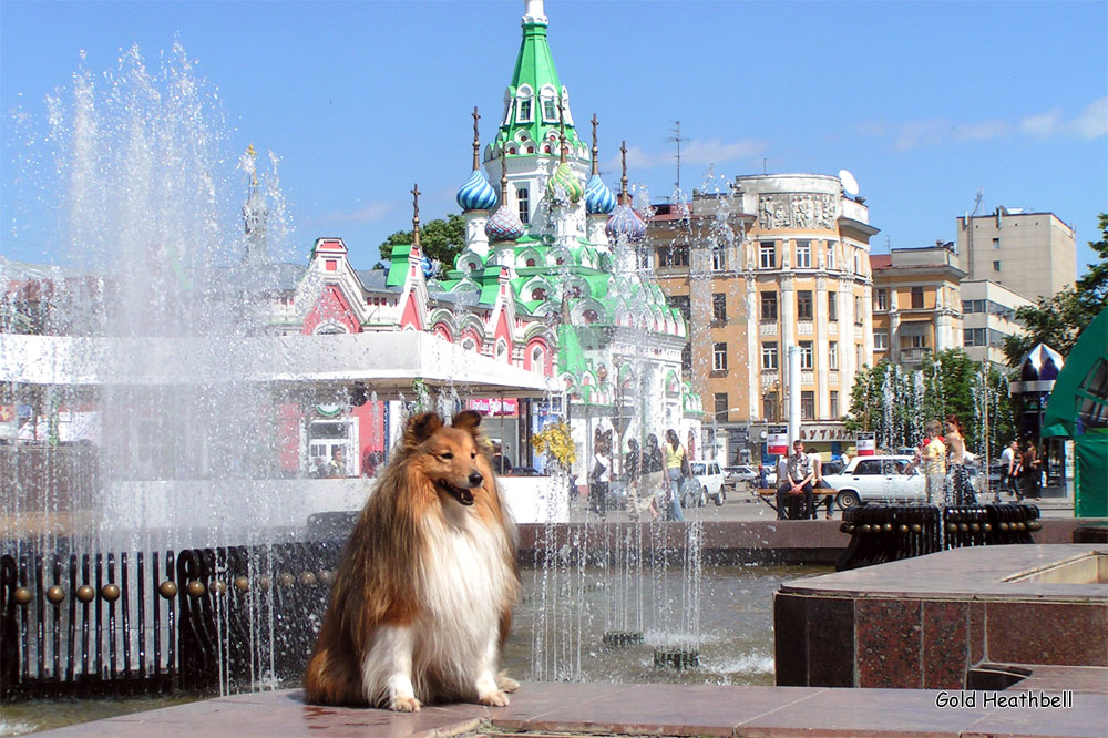 фото шелти, Черилдин Церенова