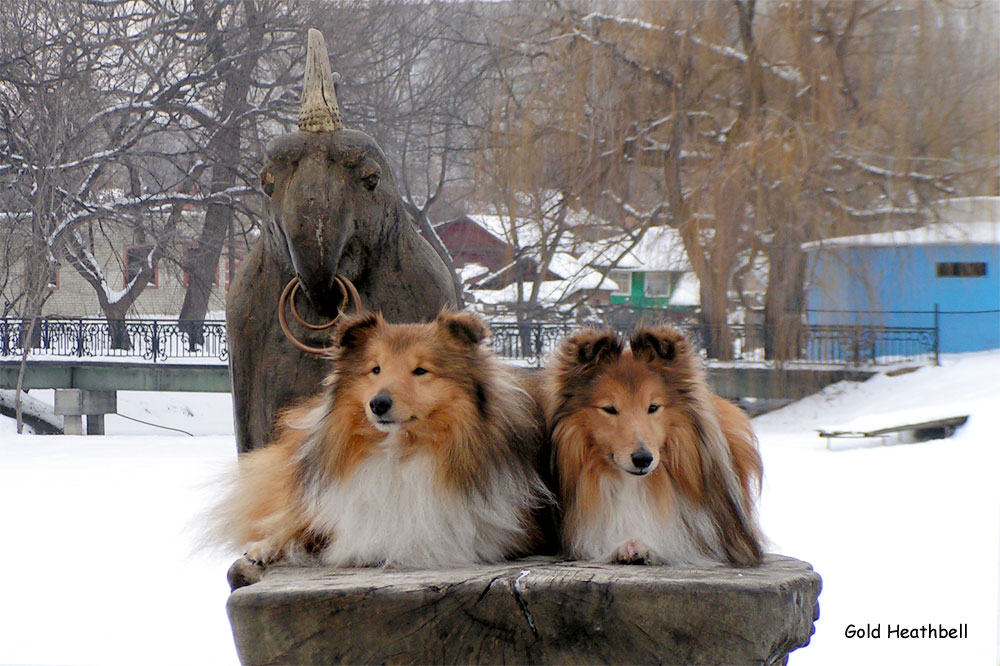 фигурки шелти, шелти, Черилдин Касиус, Черилдин Церенова