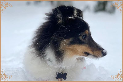 Шайнинг Чарм Рози, Shining Charm Rosie