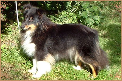 Angie New Sheltie Dreams