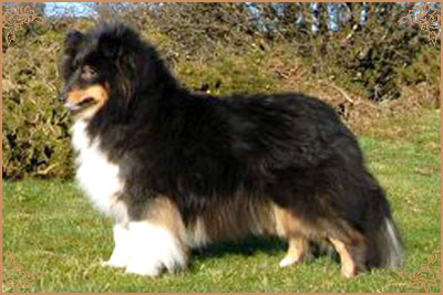 Angie New Sheltie Dreams