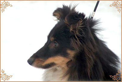 Angie New Sheltie Dreams