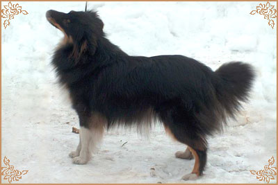 Angie New Sheltie Dreams