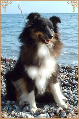 Angie New Sheltie Dreams