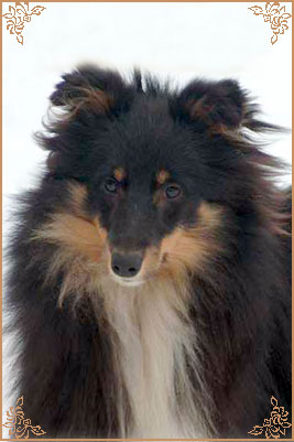 Angie New Sheltie Dreams