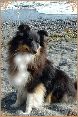 Angie New Sheltie Dreams