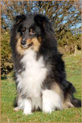 Angie New Sheltie Dreams