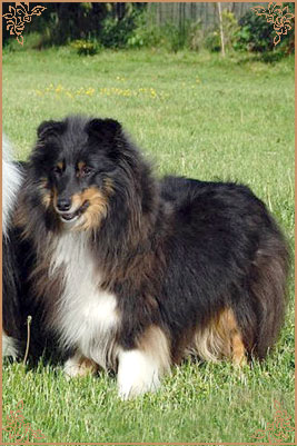 Angie New Sheltie Dreams