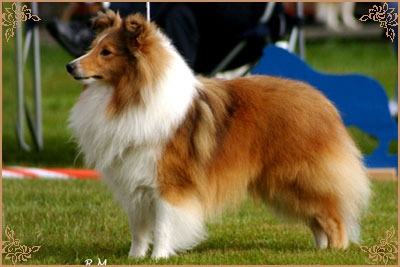 Degallo The Likely Lad, Crufts Winners