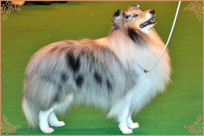 Edglonian Singing The Blues, Crufts Winners