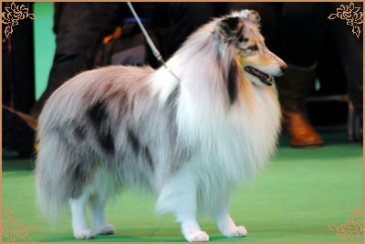 Edglonian Singing The Blues, Crufts Winners